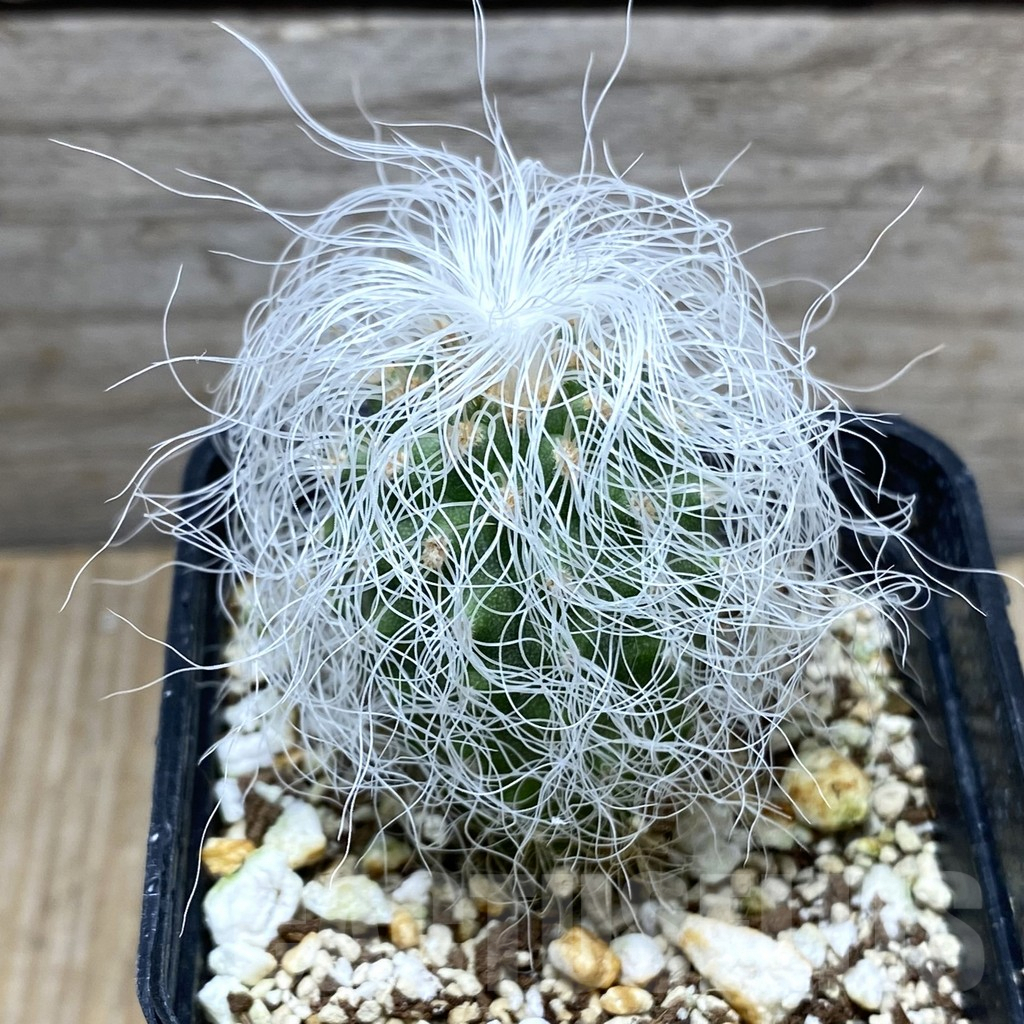 SHPR31428 Cephalocereus senilis