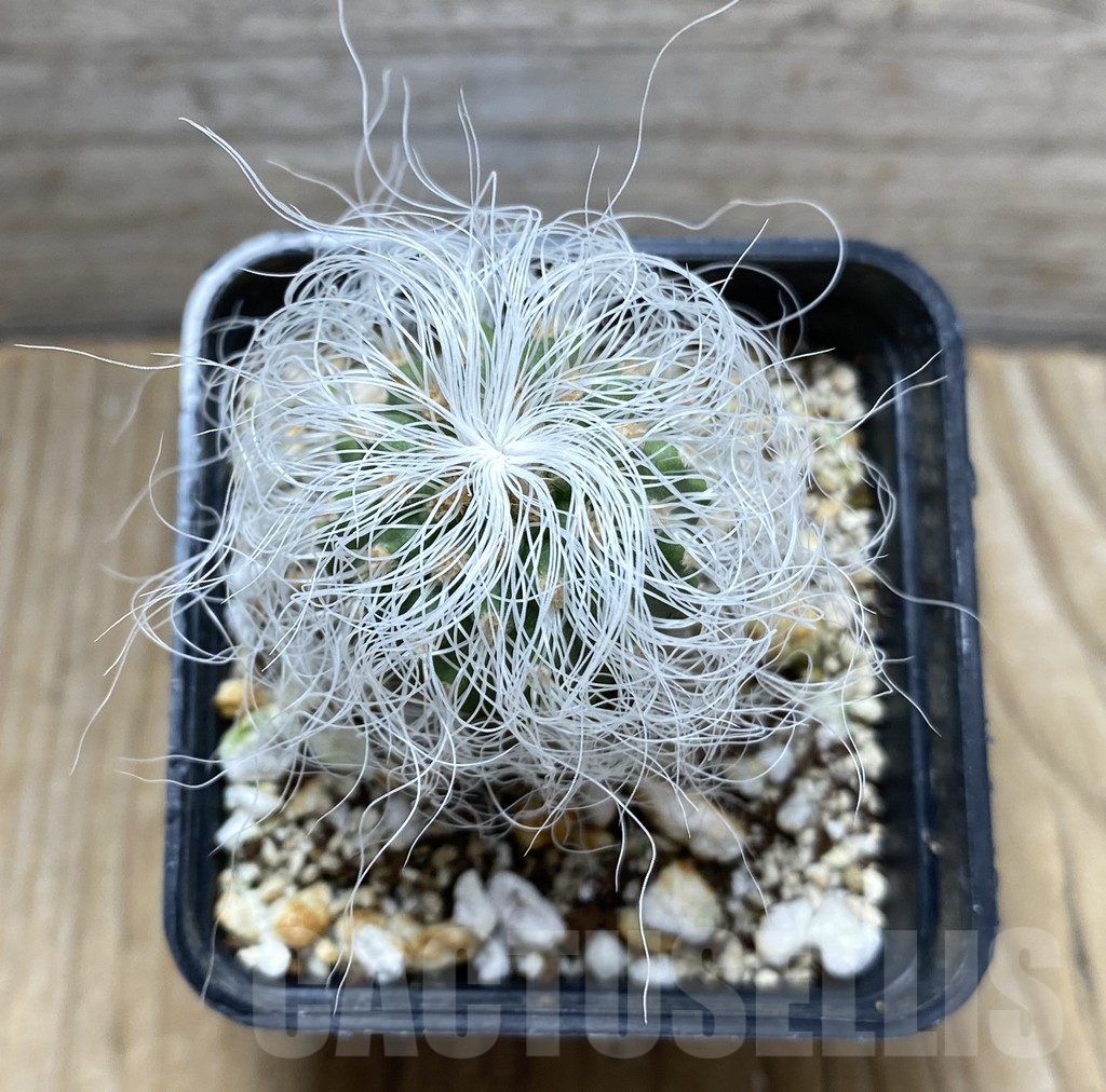 SHPR31428 Cephalocereus senilis - Зображення 2