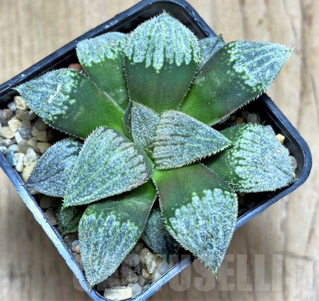 SHPR31511 Haworthia splendens 'Nautilus' - Image 2