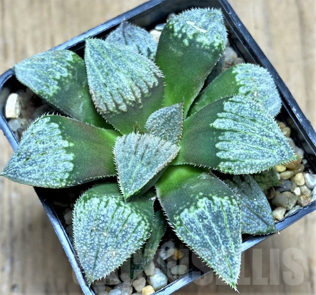 SHPR31511 Haworthia splendens 'Nautilus'