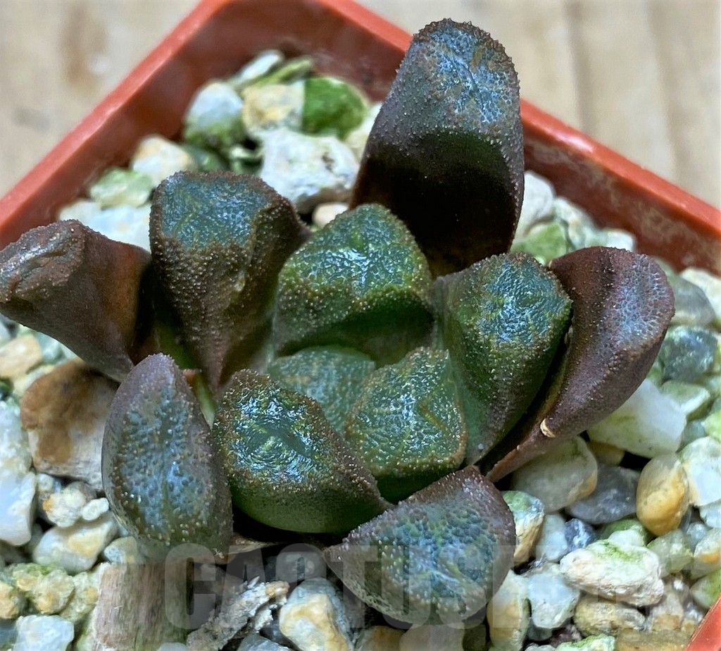 SHPR31512 Haworthia maughanii hybrid
