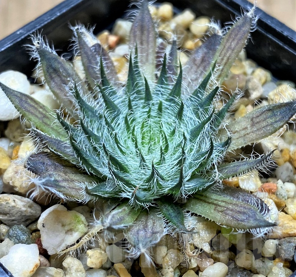 SHPR31513 Haworthia odetteae