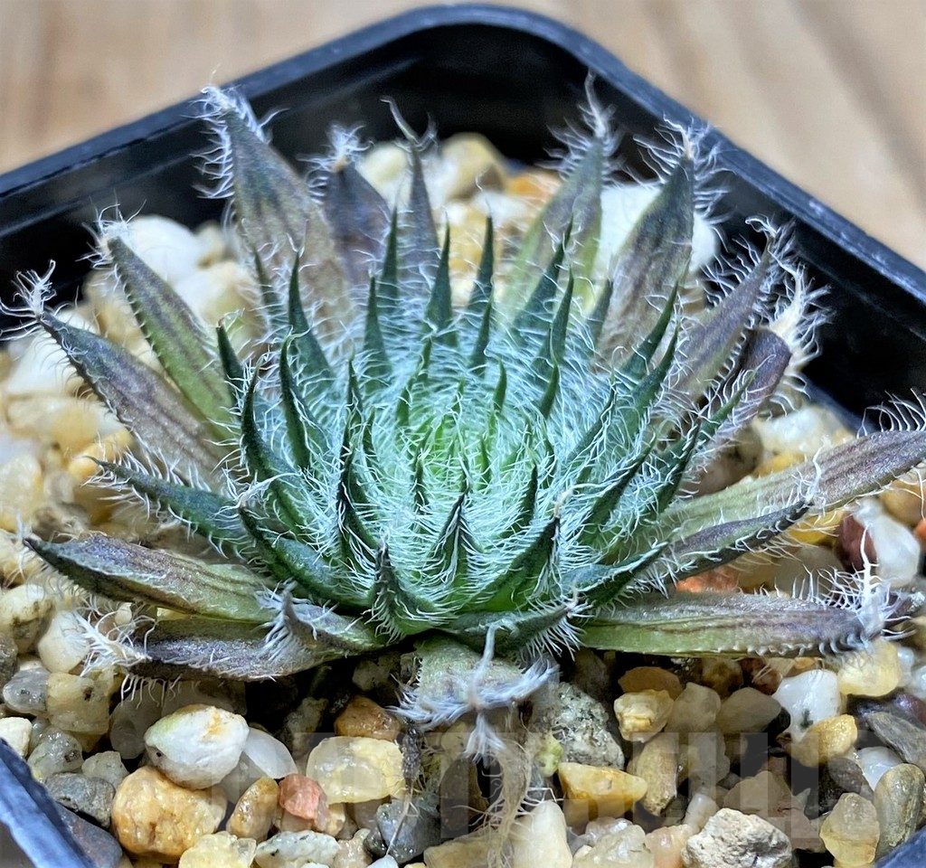 SHPR31513 Haworthia odetteae - Image 2