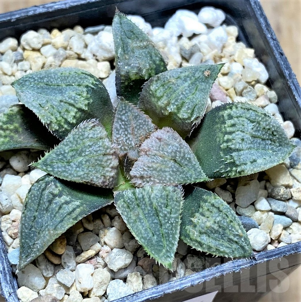 SHPR31515 Haworthia splendens ‘Nautilus’ - Image 2