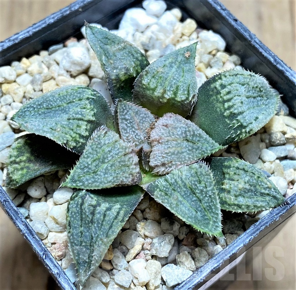 SHPR31515 Haworthia splendens ‘Nautilus’