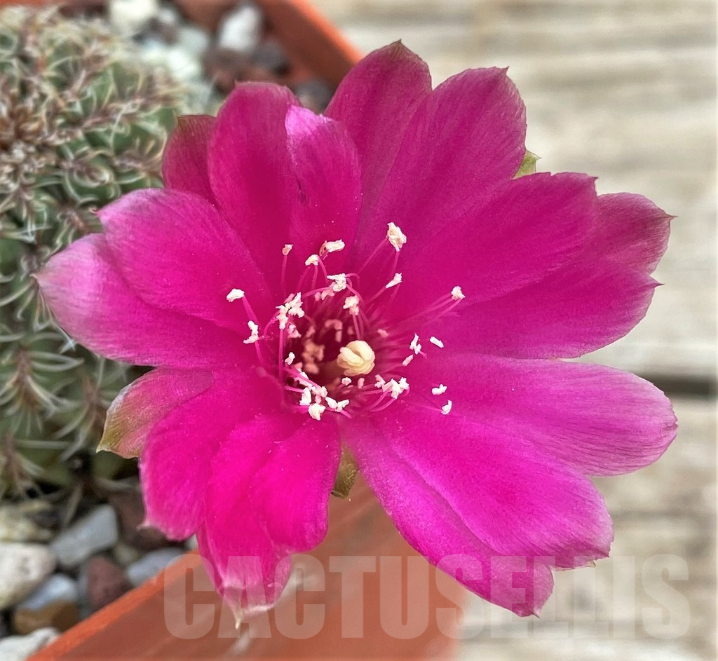 SHP31584 Sulcorebutia canigueralii v. applanata