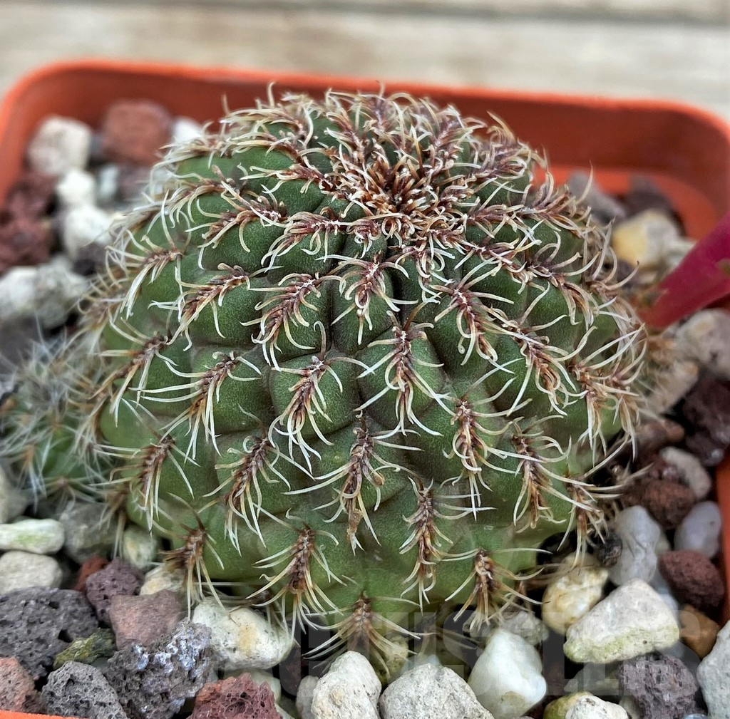 SHP31584 Sulcorebutia canigueralii v. applanata - Image 2