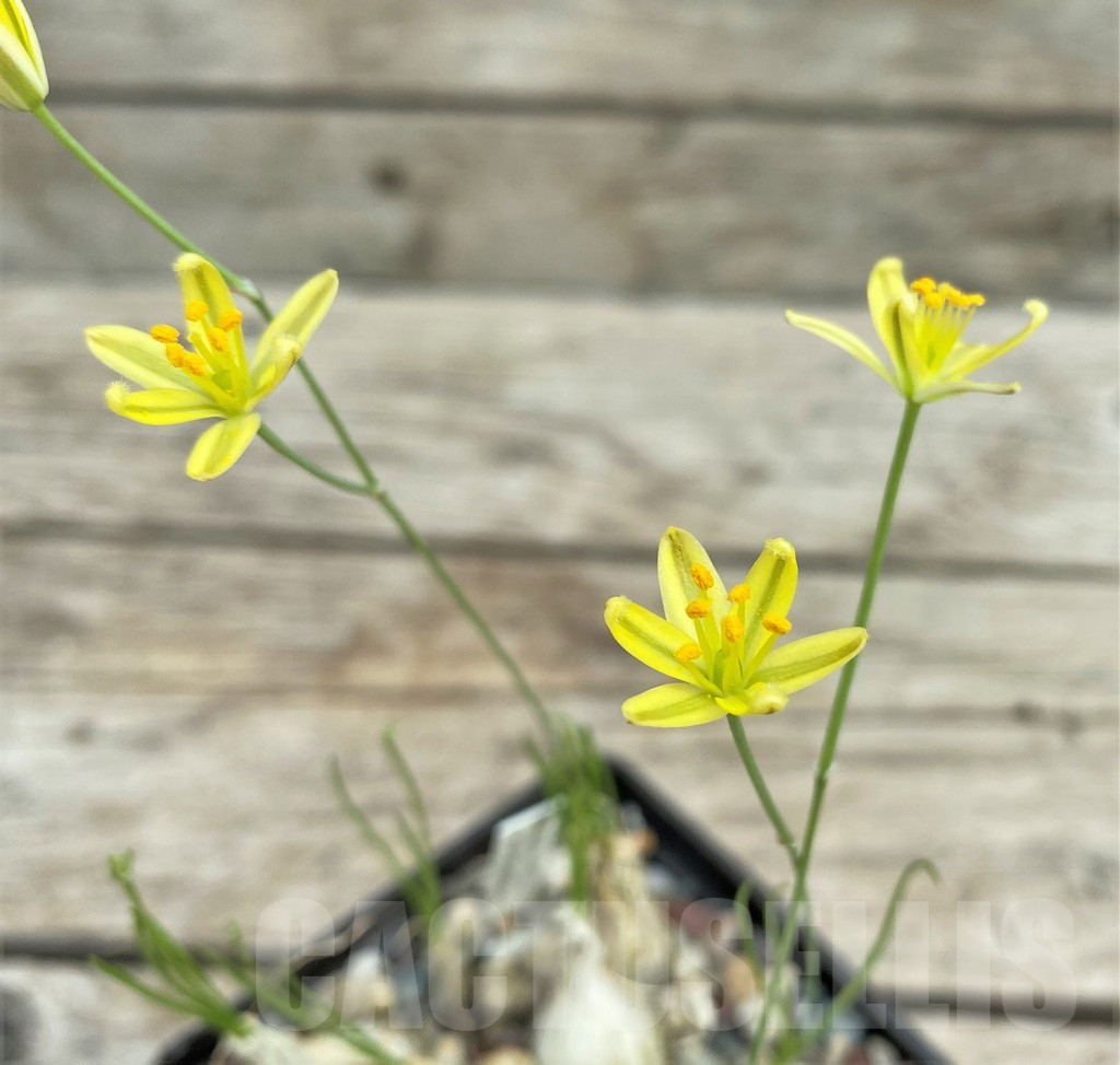 SHPR3920 Ornithogalum osmynellum, Augrabies Hills