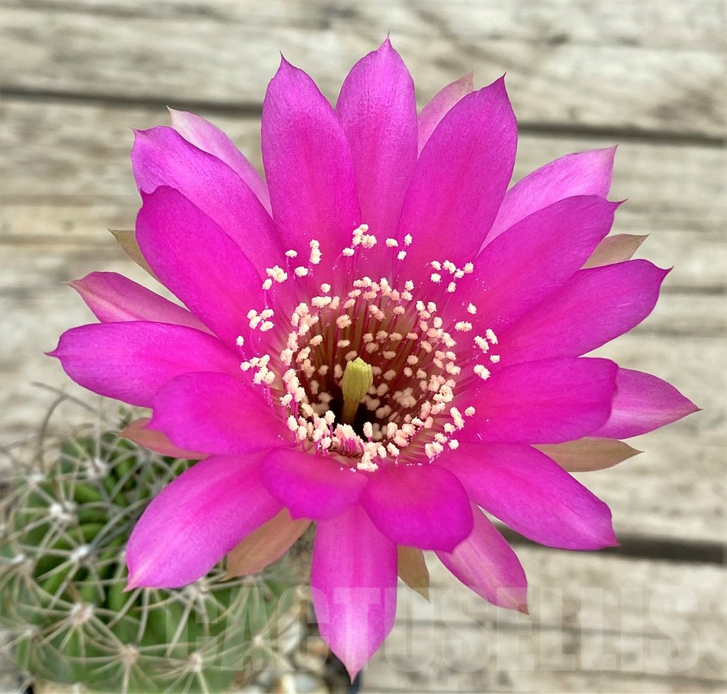 SHPR31585 Lobivia cardenasiana