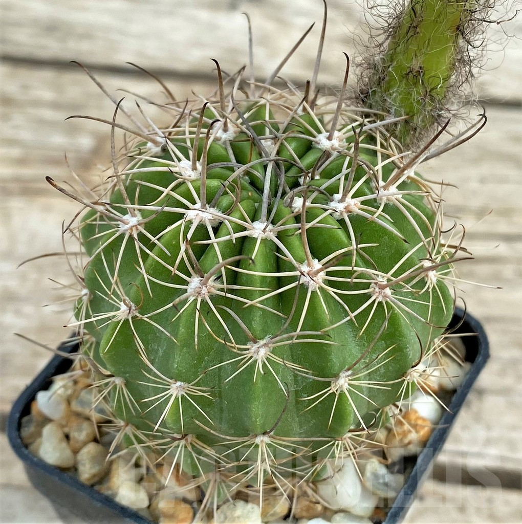 SHPR31585 Lobivia cardenasiana - Image 2