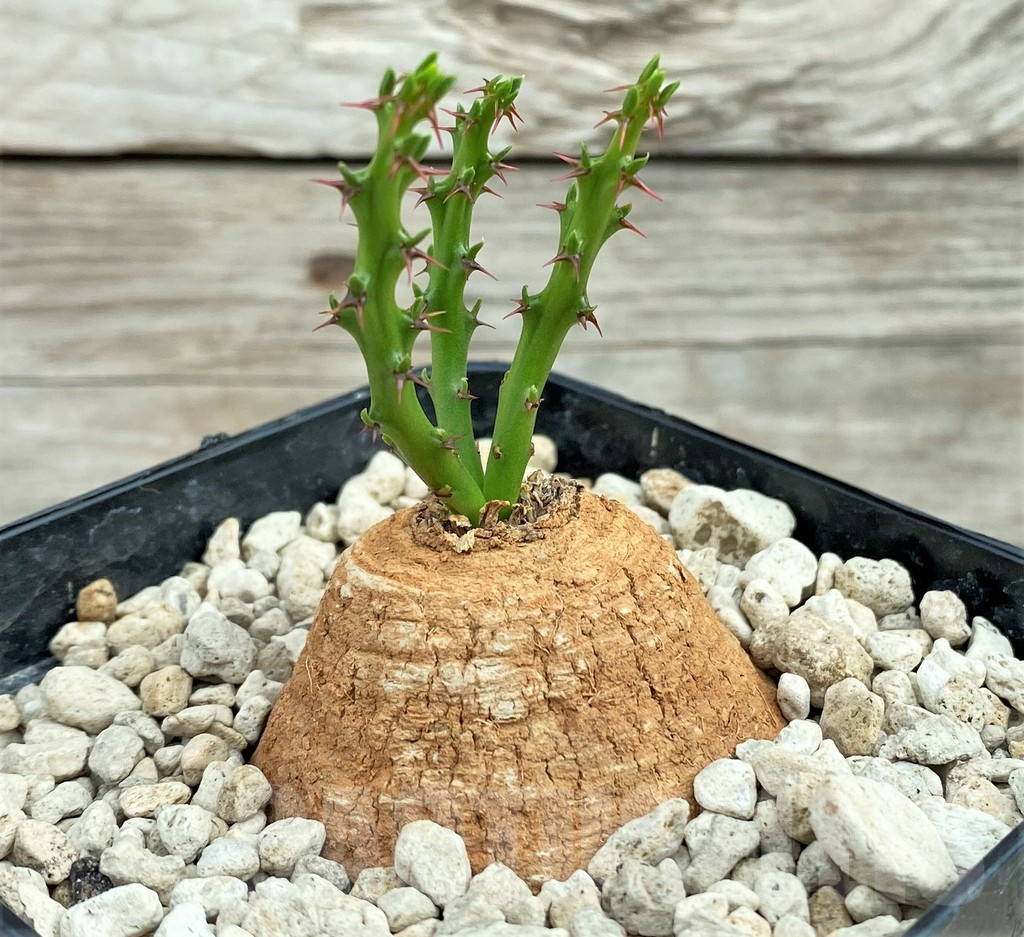 SHPR31548 Euphorbia decidua ES10264 - immagine 2