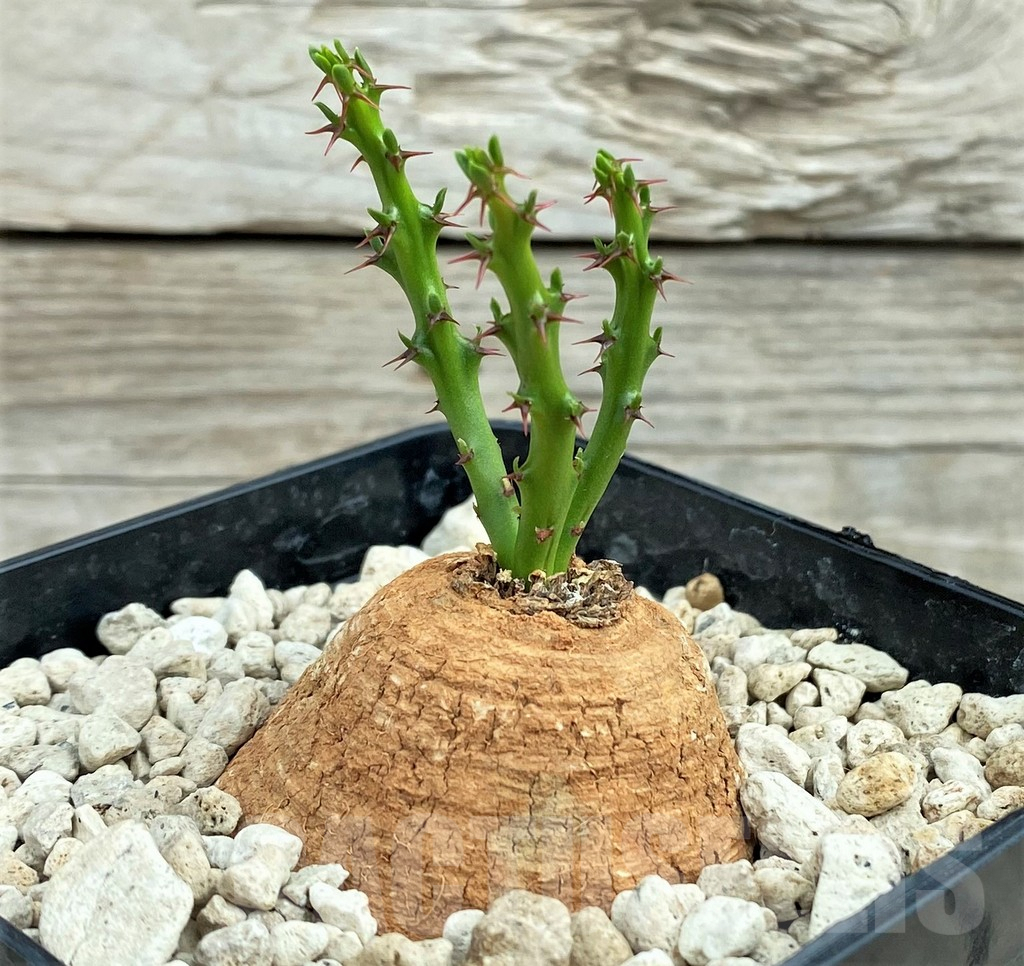 SHPR31548 Euphorbia decidua ES10264