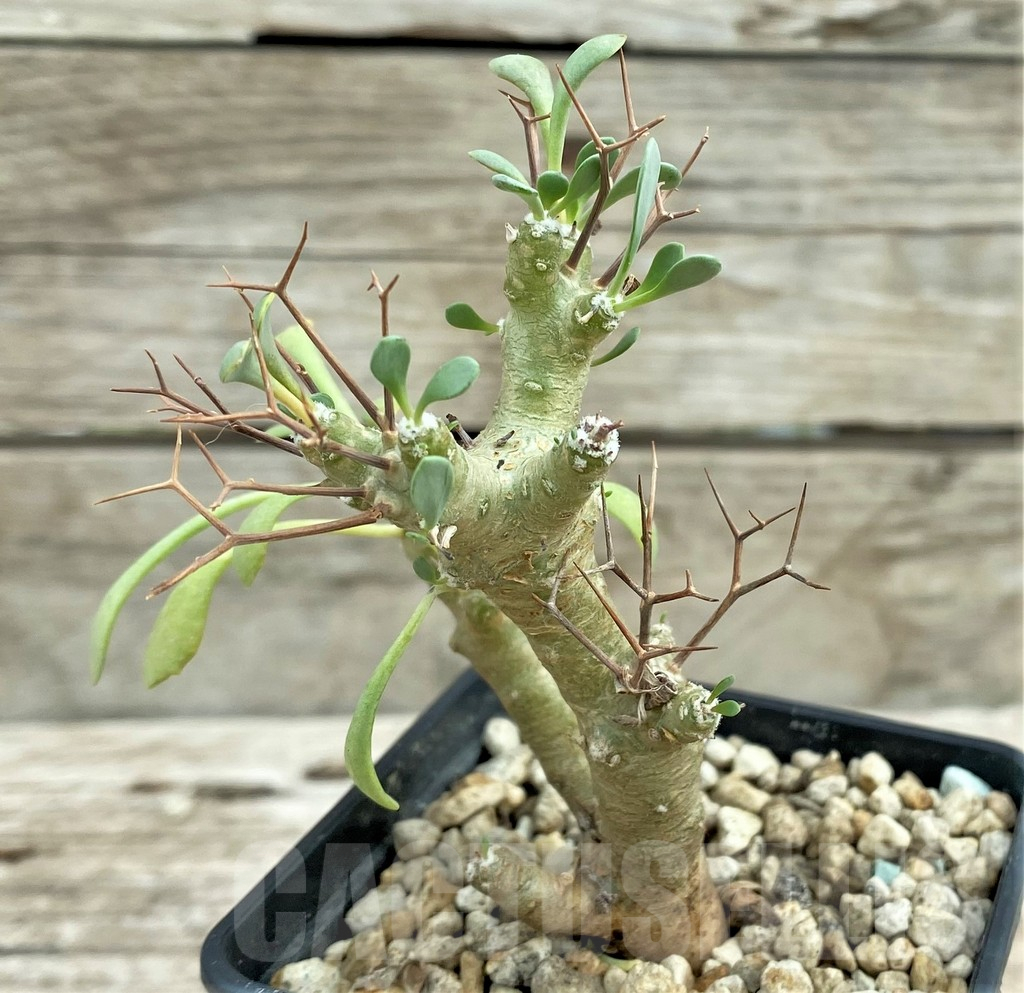 SHPR31549 Othonna euphorbioides