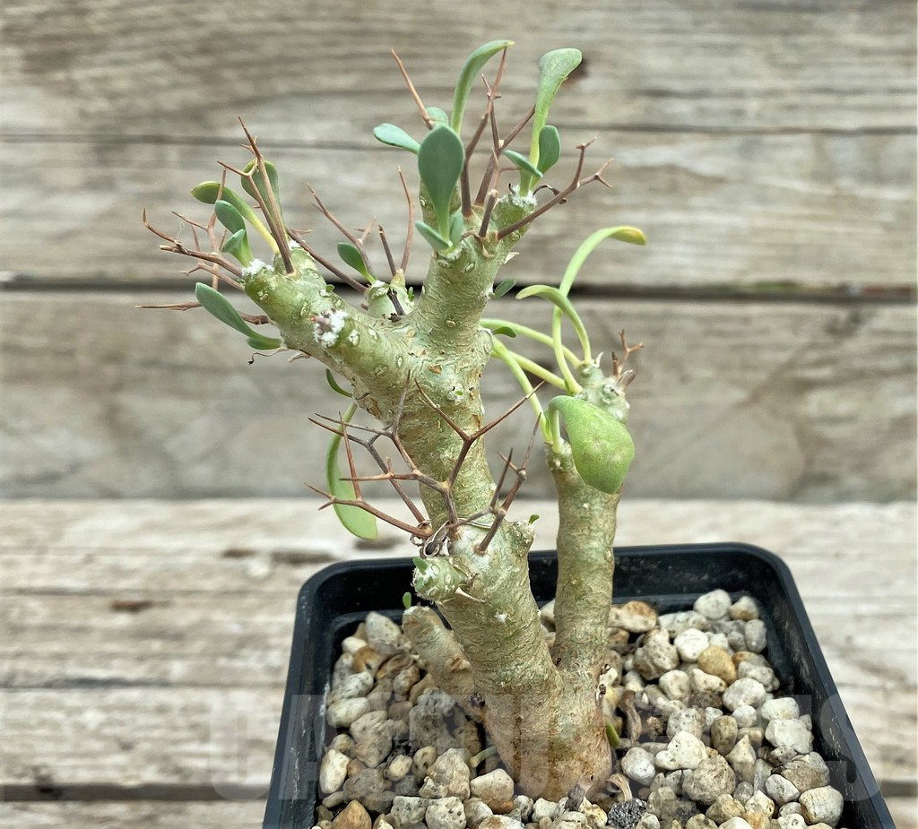 SHPR31549 Othonna euphorbioides - Obrázek 2