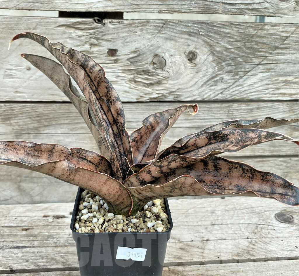 SHPR31551 Sansevieria 'Kirkii Brown' - immagine 2