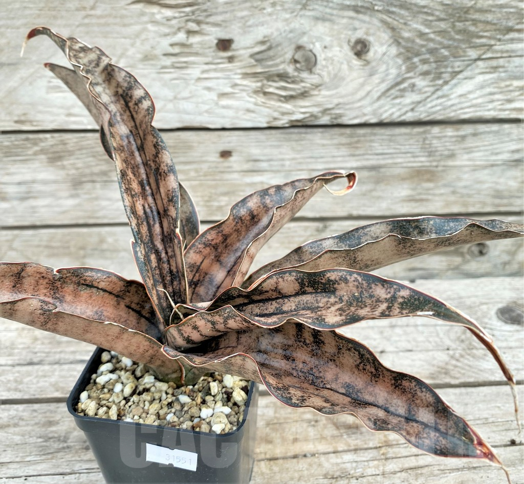 SHPR31551 Sansevieria 'Kirkii Brown'