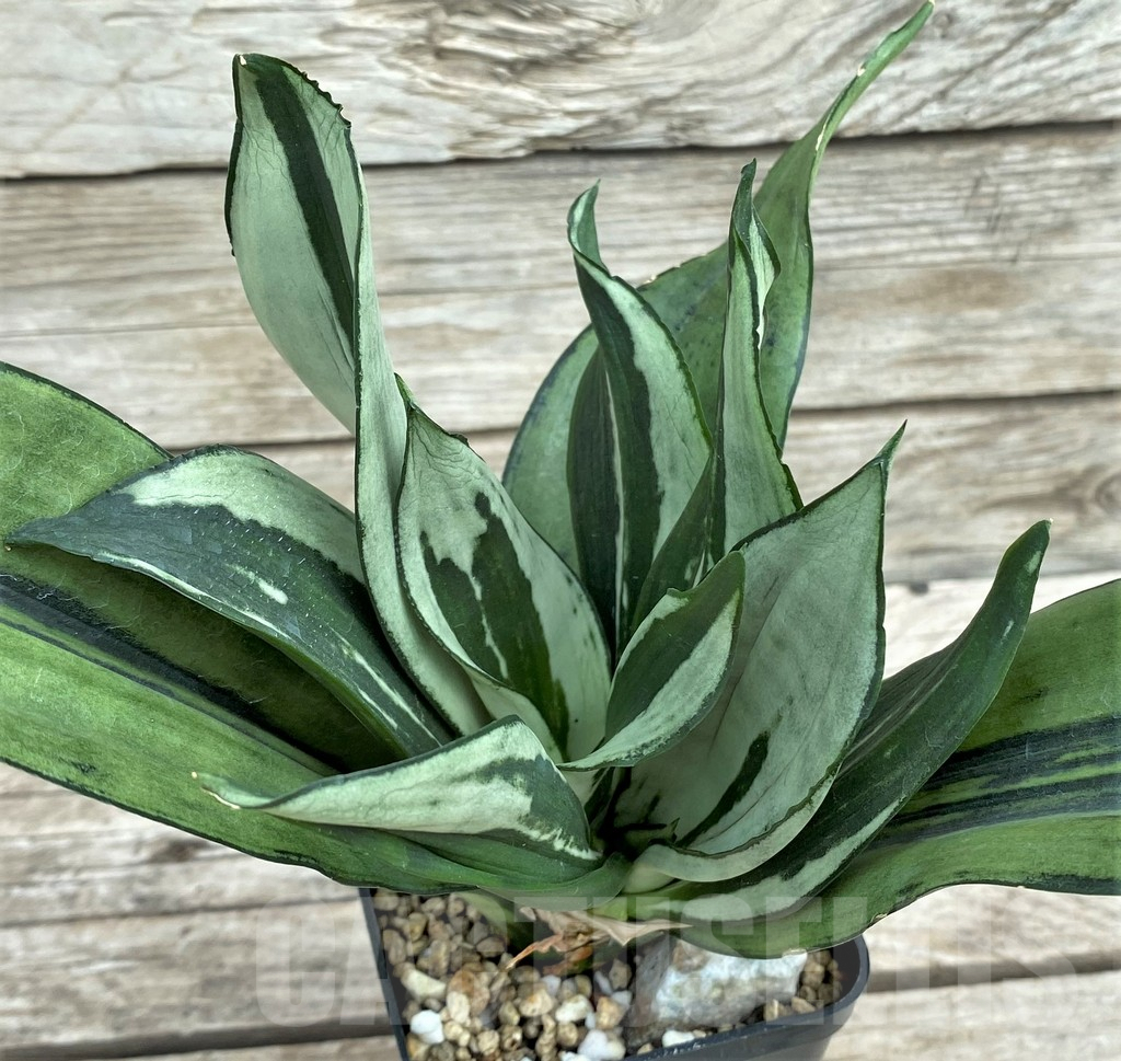 SHPR31552 Sansevieria 'Moonshine Brazilian' - immagine 3