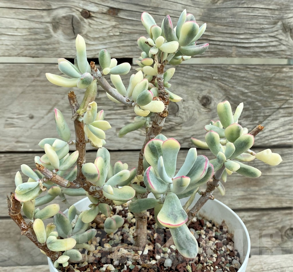 SHPR31553 Cotyledon orbiculata f. variegata, long leaf