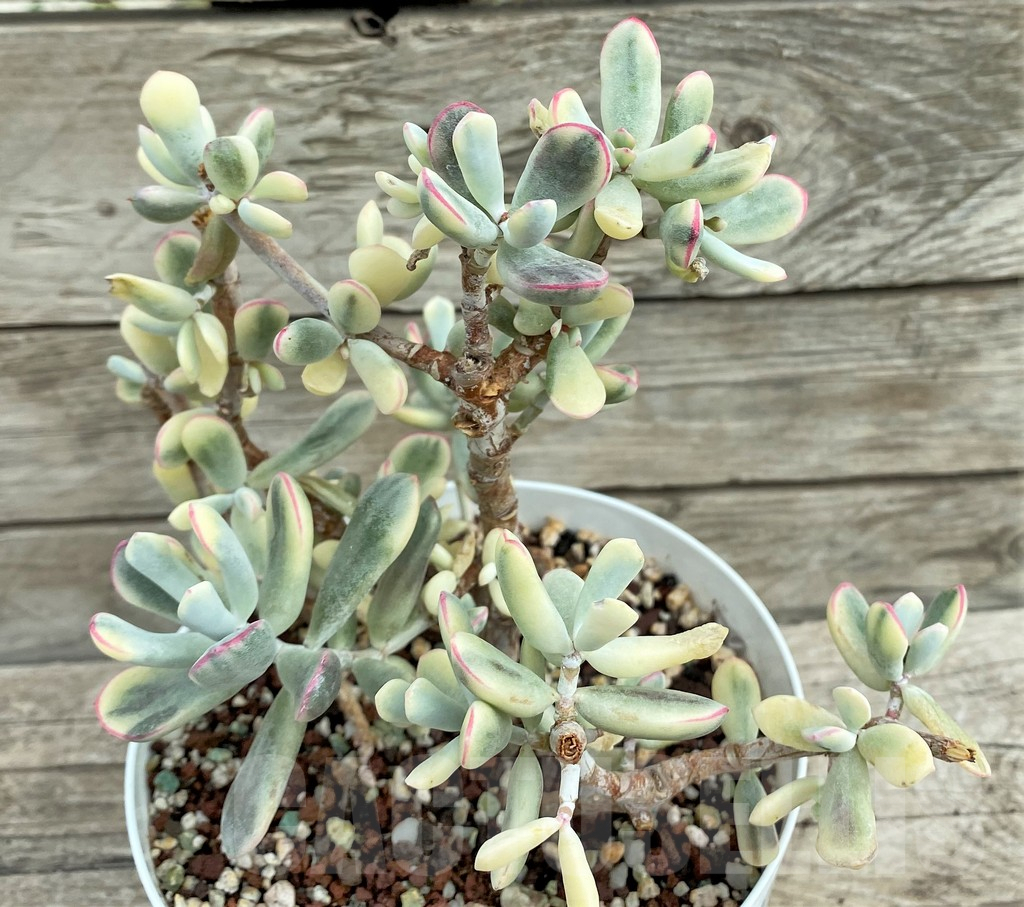 SHPR31553 Cotyledon orbiculata f. variegata, long leaf - immagine 2