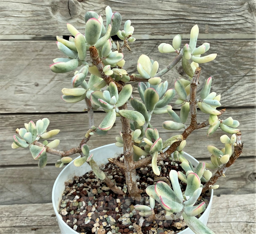 SHPR31553 Cotyledon orbiculata f. variegata, long leaf - immagine 3