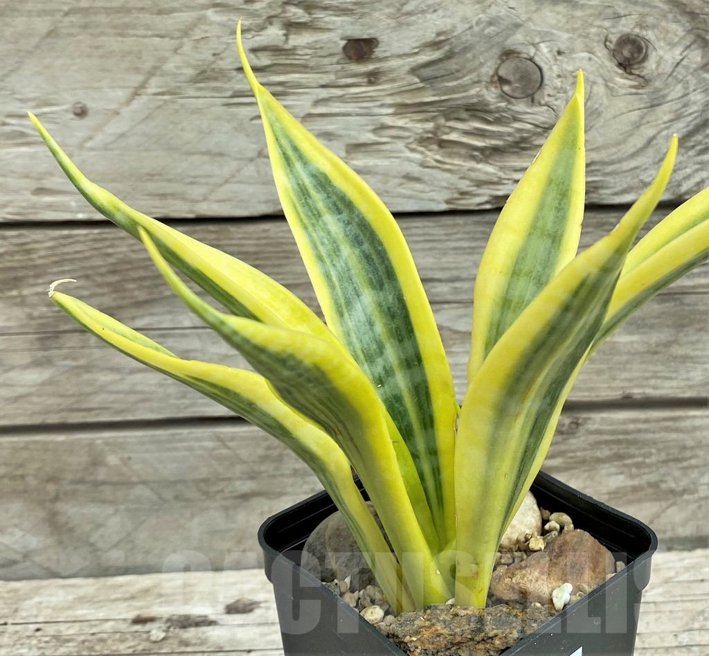 SHPR31554 Sansevieria 'Yellow Trip' - immagine 2