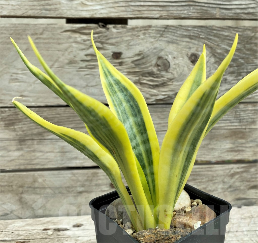 SHPR31554 Sansevieria 'Yellow Trip'