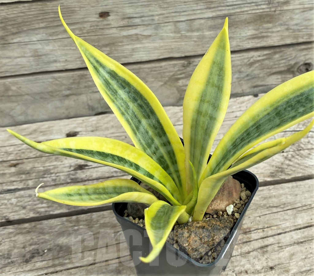 SHPR31554 Sansevieria 'Yellow Trip' - immagine 3