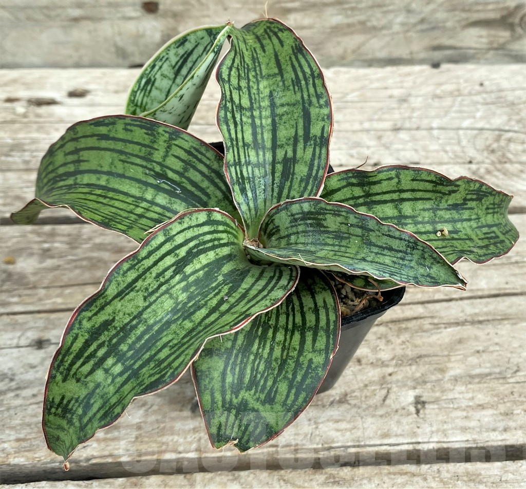 SHPR31555 Sansevieria 'Cleopatra'