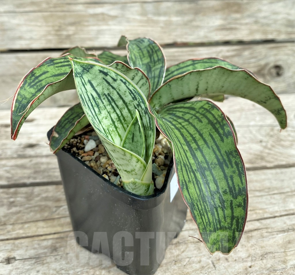SHPR31555 Sansevieria 'Cleopatra' - Image 2