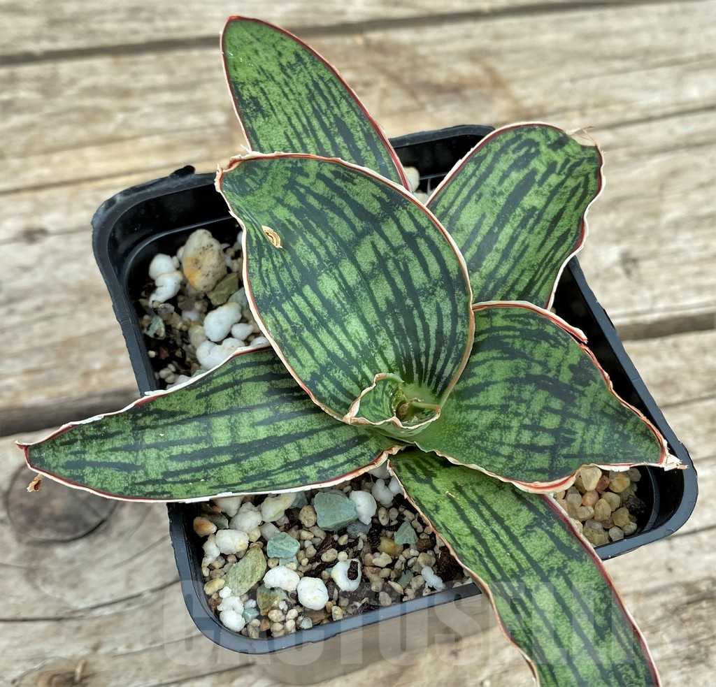 SHPR31556 Sansevieria 'Cleopatra'