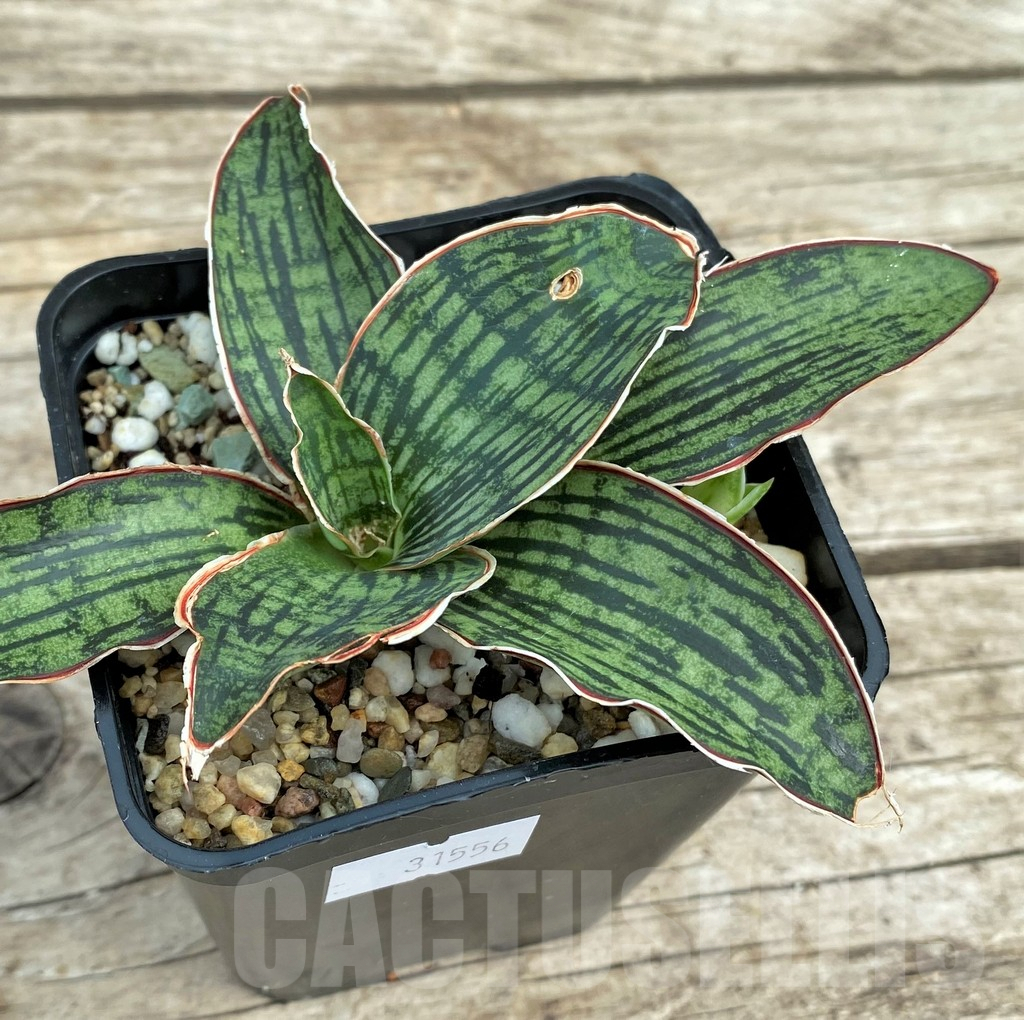 SHPR31556 Sansevieria 'Cleopatra' - 画像 (2)