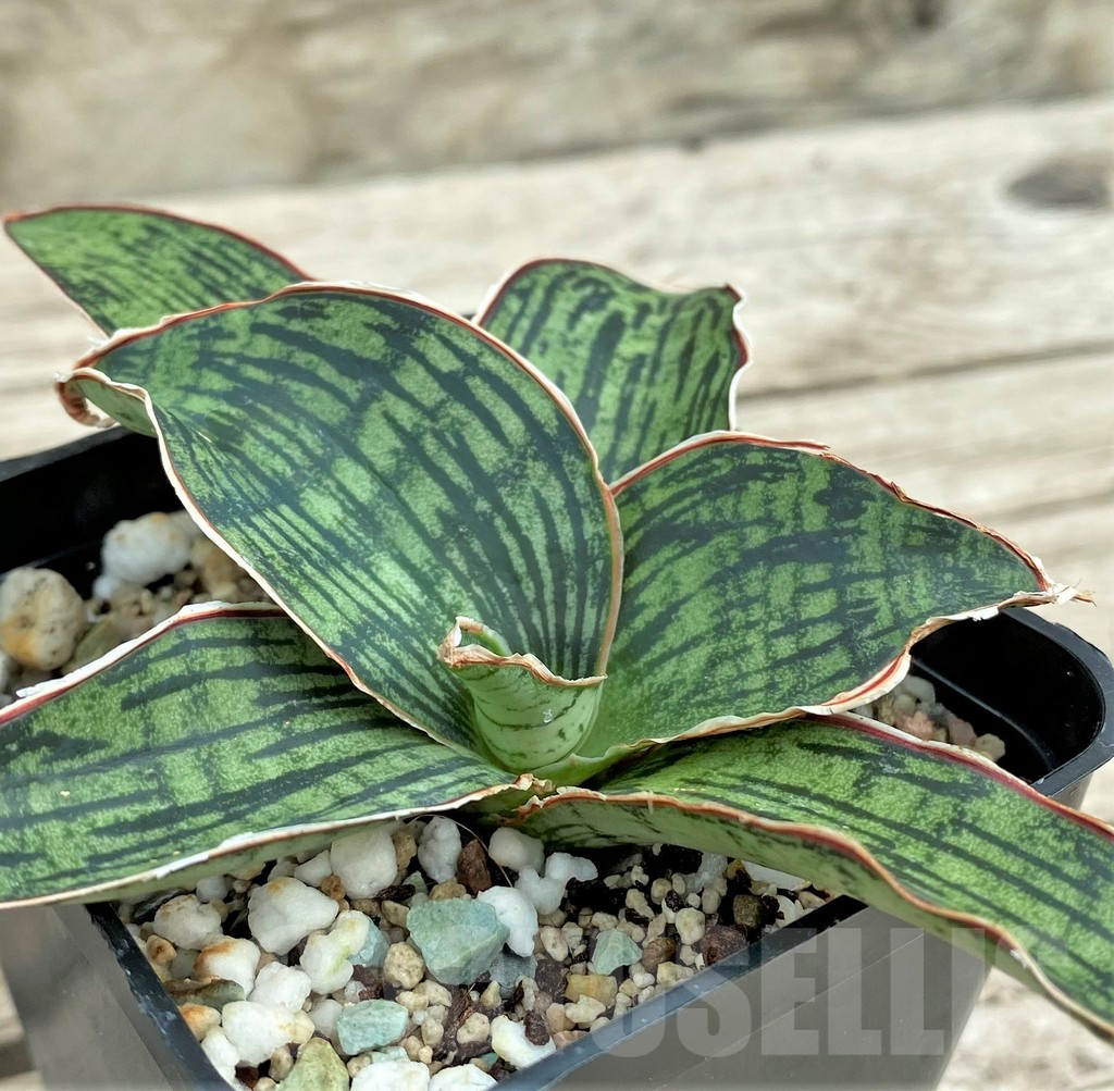 SHPR31556 Sansevieria 'Cleopatra' - 画像 (3)