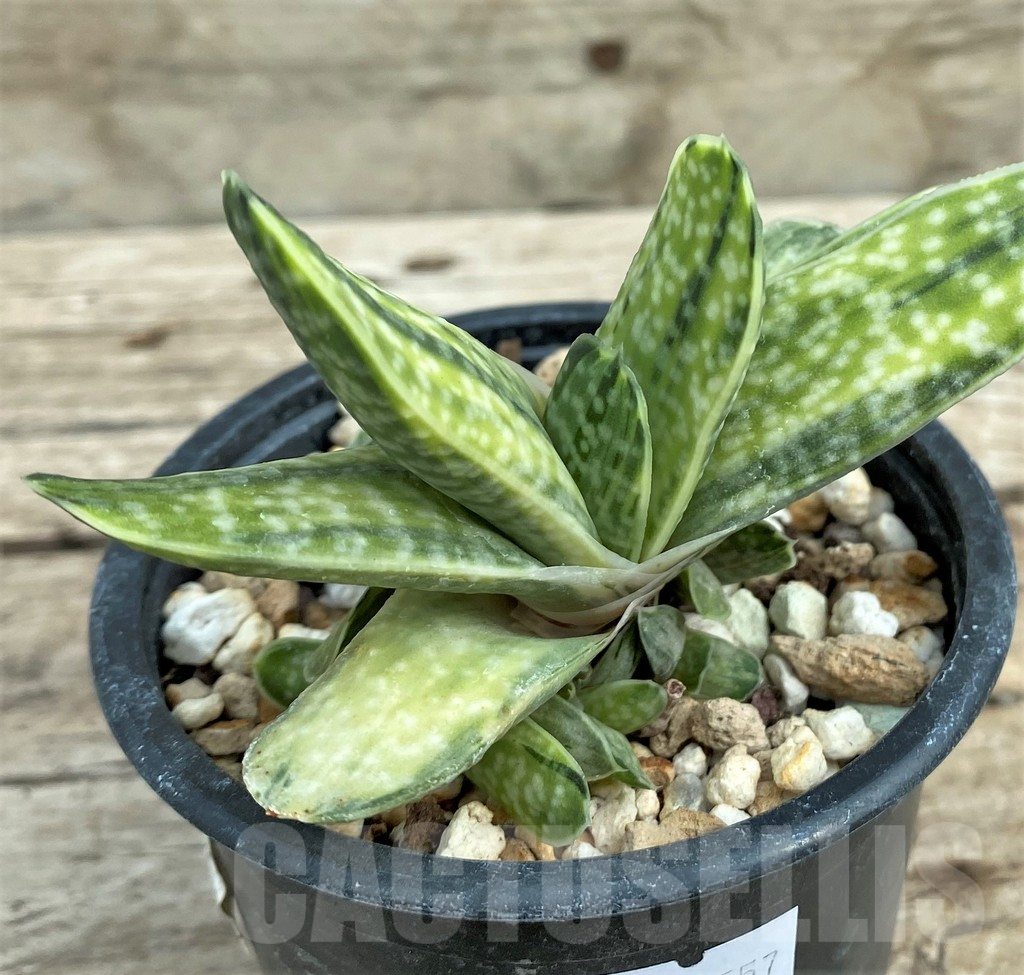 SHPR31557 Gasteria obtusa f. variegata - Obrázek 3