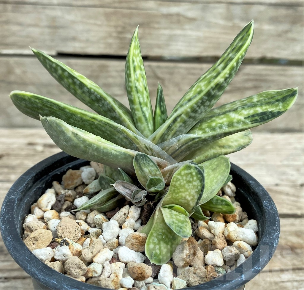 SHPR31557 Gasteria obtusa f. variegata - Obrázek 2
