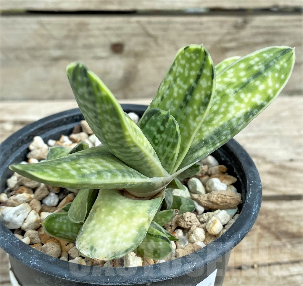 SHPR31557 Gasteria obtusa f. variegata