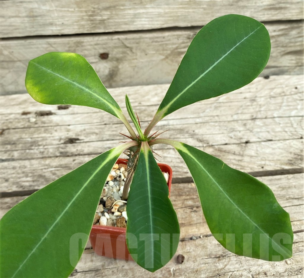 SHPR31559 Euphorbia viguieri ssp. capuronii - Obrázek 2