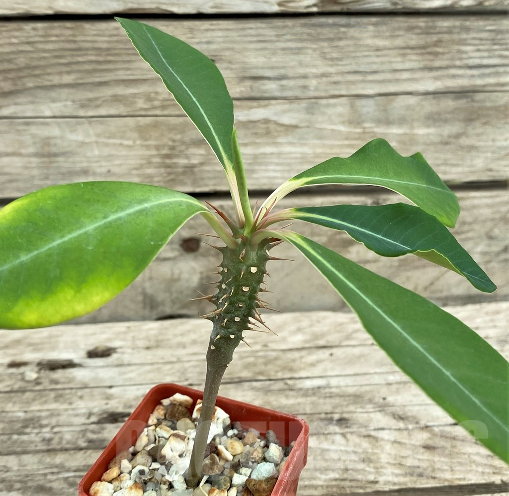 SHPR31559 Euphorbia viguieri ssp. capuronii