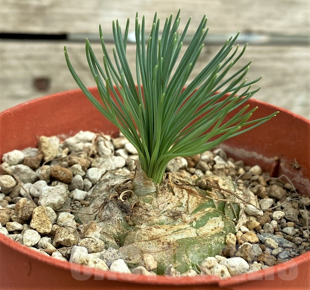 SHPR31560 Ornithogalum circinatum ES15530