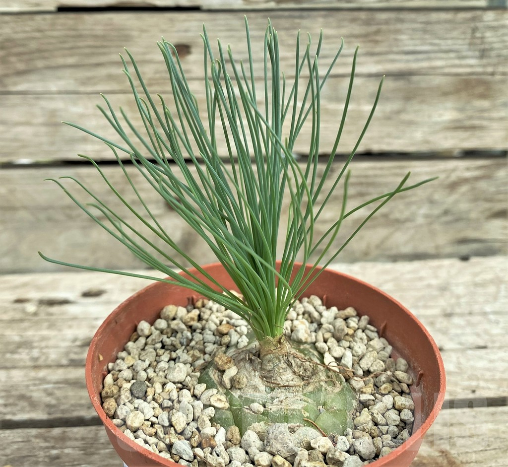 SHPR31561 Ornithogalum circinatum ES15530