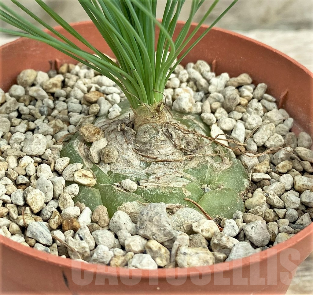SHPR31561 Ornithogalum circinatum ES15530 - Obrázek 2
