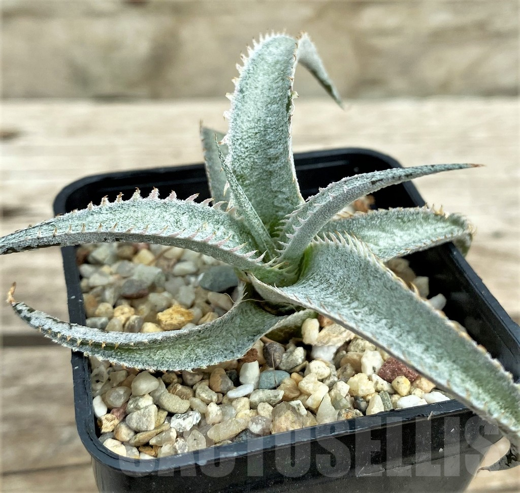 SHPR31563 Dyckia marnier-lapostollei ‘Pink Spine’ - Obrázek 2