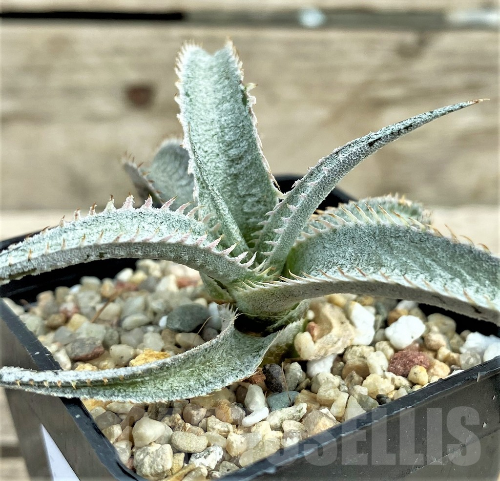 SHPR31563 Dyckia marnier-lapostollei ‘Pink Spine’