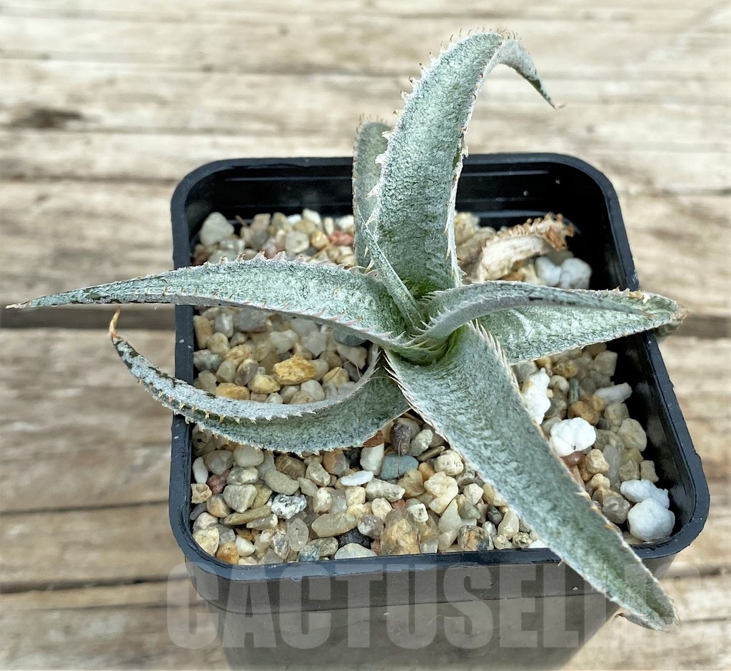 SHPR31563 Dyckia marnier-lapostollei ‘Pink Spine’ - Obrázek 3