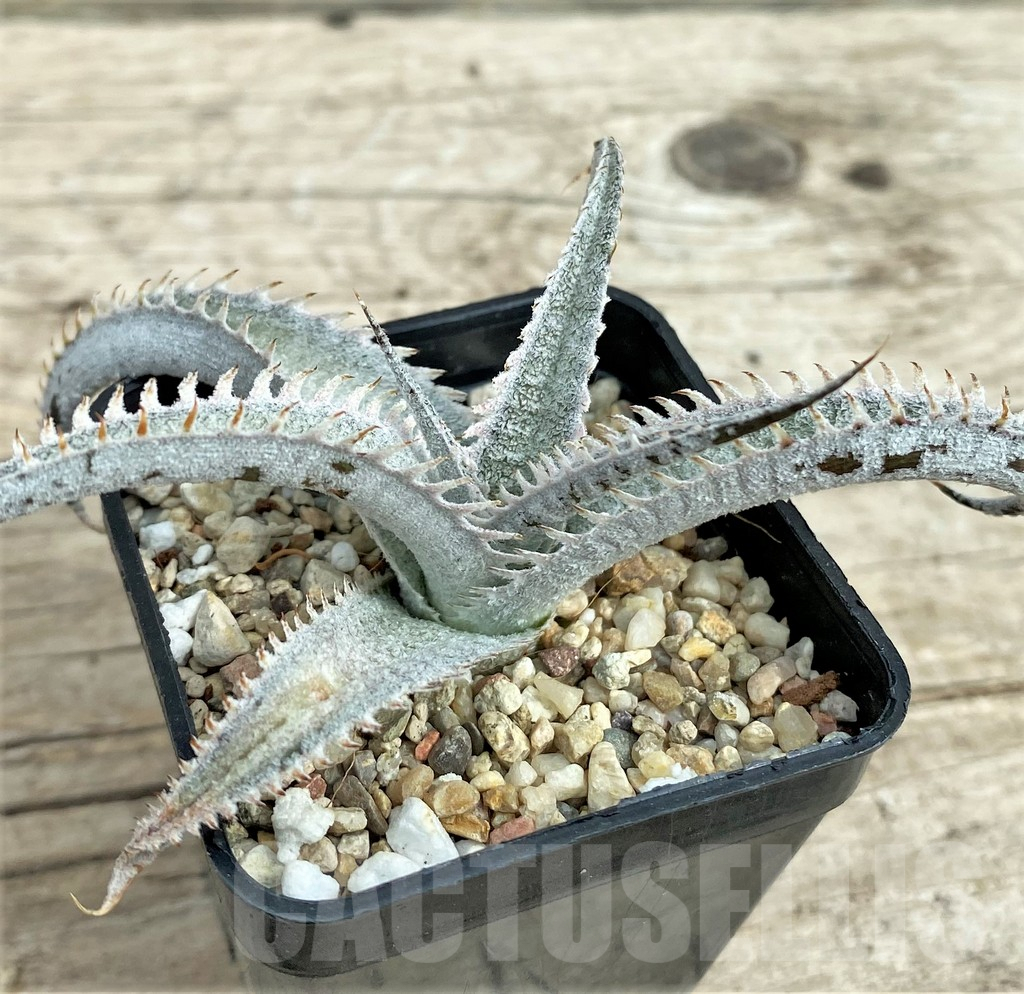 SHPR31564 Dyckia marnier-lapostollei ‘Pink Spine’ - Obrázek 2