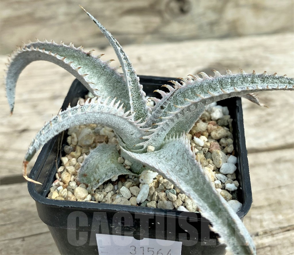 SHPR31564 Dyckia marnier-lapostollei ‘Pink Spine’