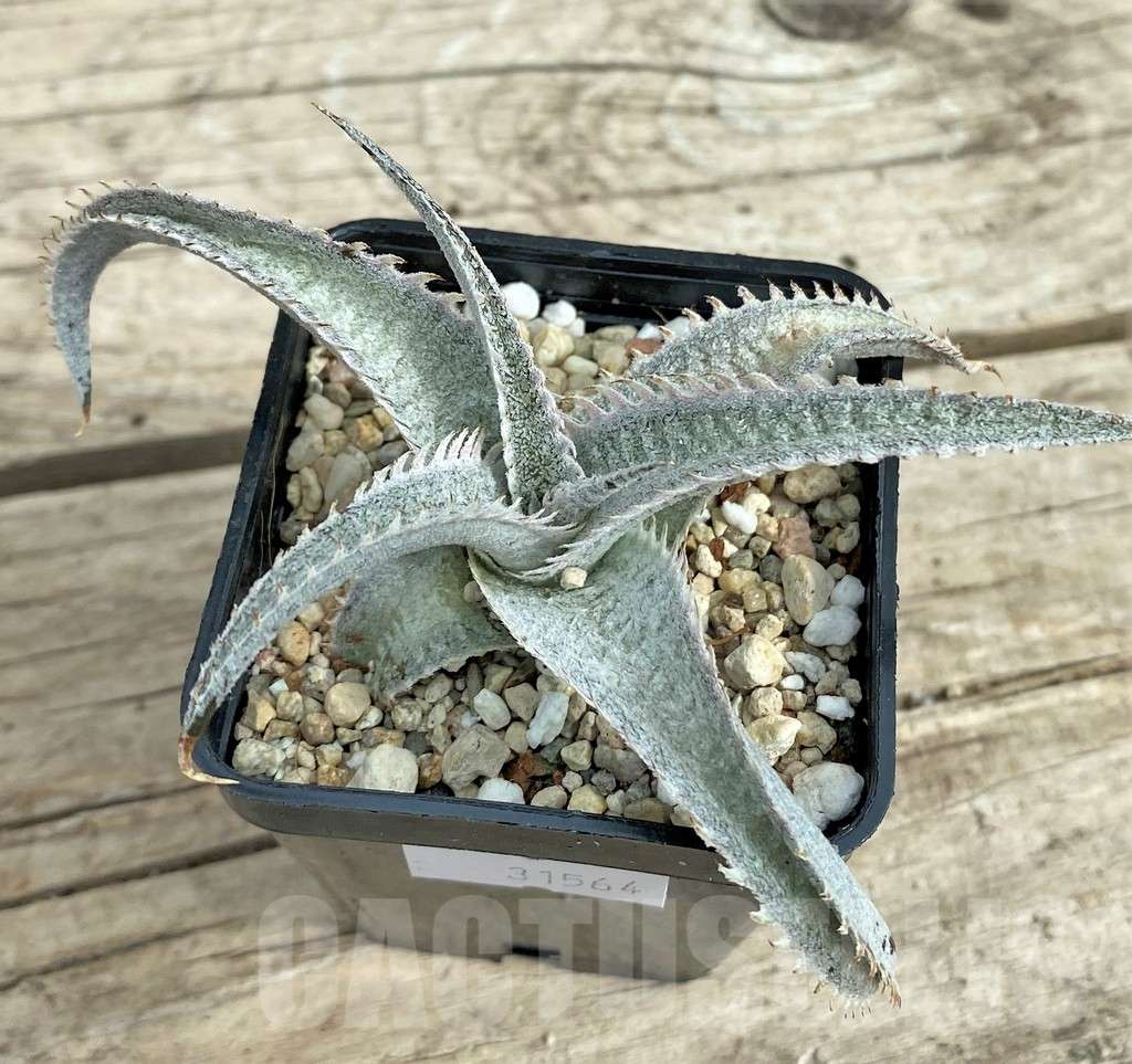 SHPR31564 Dyckia marnier-lapostollei ‘Pink Spine’ - Obrázek 3