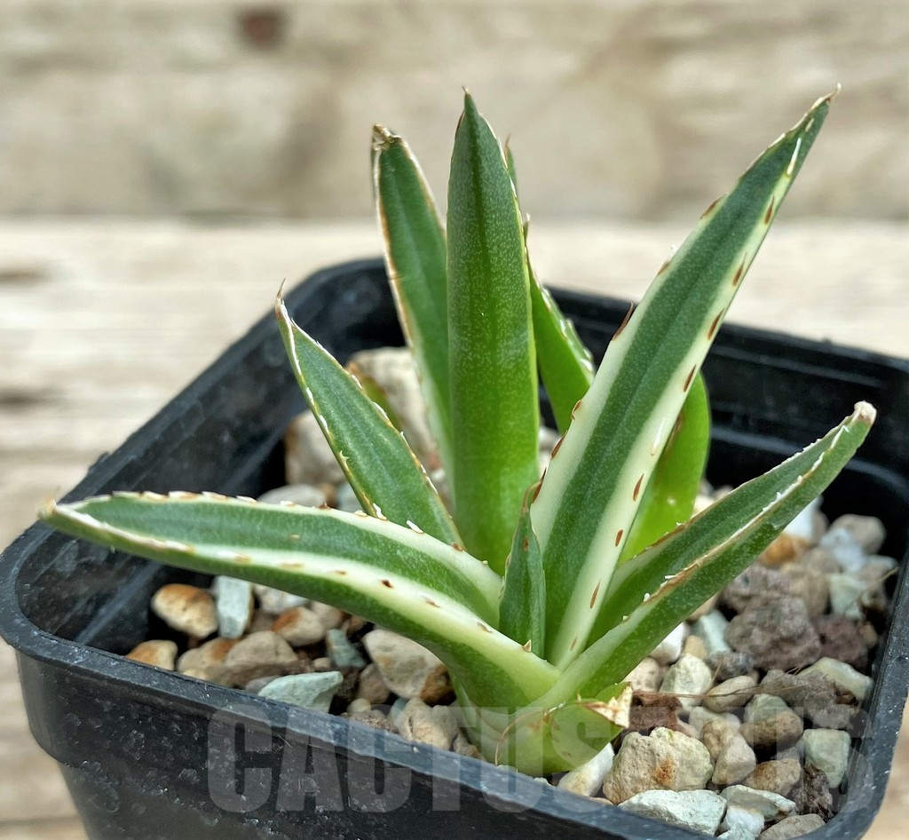SHPR31565 Agave victoriae-reginae f. variegata white