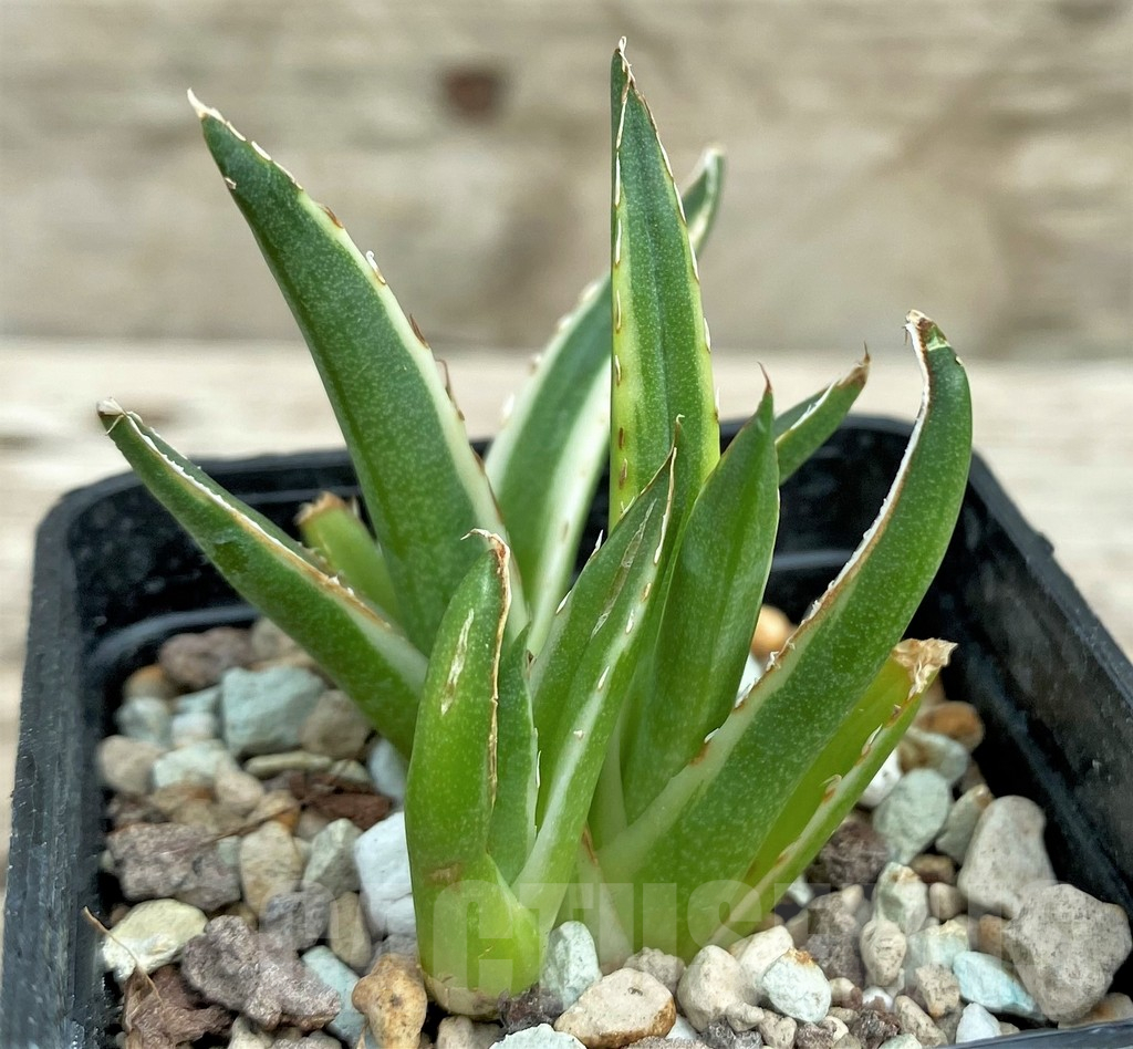 SHPR31565 Agave victoriae-reginae f. variegata white - Image 2