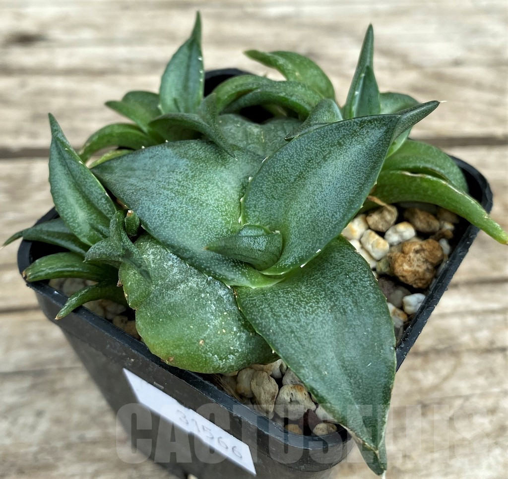 SHPR31566 Agave pumila 'Clusterfest' - Image 3