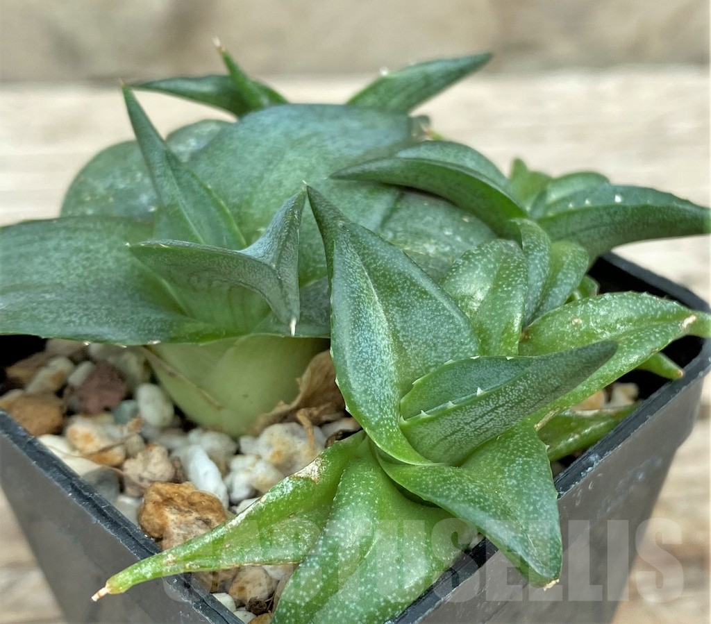 SHPR31566 Agave pumila 'Clusterfest' - Image 2
